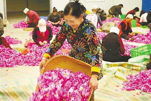 美丽经济 绽放陇原 花卉