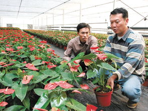 荷兰高档花卉与新移民在长兴泗安的苗木产业融合