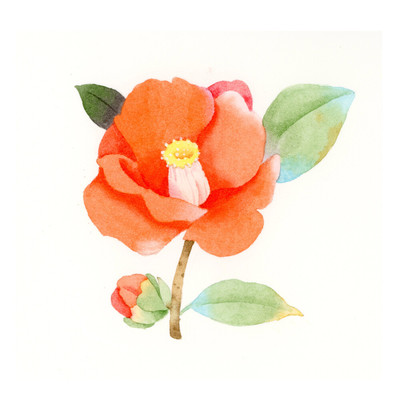 水彩花卉打卡 以画笔记录花开的瞬间