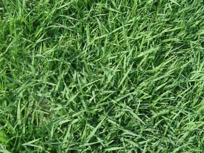 福建地区草种供应与园林绿化施工服务