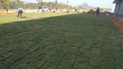 绿化工程全方位解析 从学校企业到园林施工与养护管理