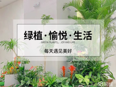 淮安绿植花卉一站式服务 从租摆养护到园林施工的绿色生态解决方案