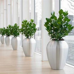 上海多区域绿植服务全解析 宝山出租、青浦租赁、静安室内与园林施工一站式指南