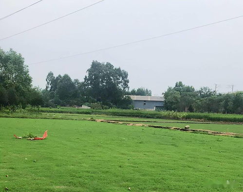 园林绿化施工中草坪的科学应用与实施要点