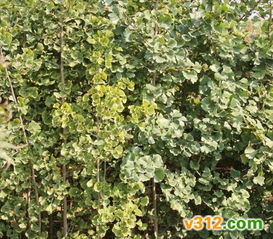 中国园林花木网 打造高品质银杏绿化苗木供应与养护一体化服务体系