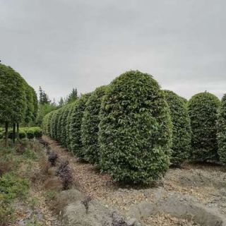 匠心筑绿，生态共赢 专业园林绿化施工服务