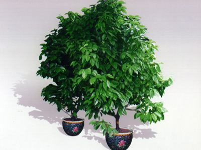 常州绿植租赁公司的绿植养护管理工程 打造绿色办公环境的专业之道
