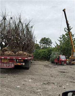 反季节栽植与养护管理 园林工程中的挑战与技巧